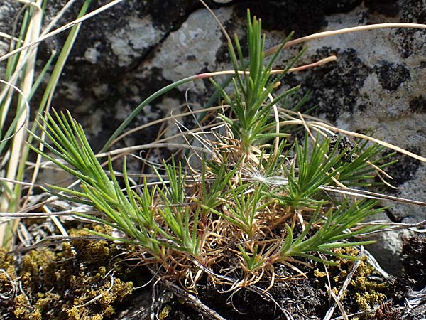 Minuartia fastigiata \ B�schel-Miere / Red Sandwort, D Herxheim am Berg 16.4.2012