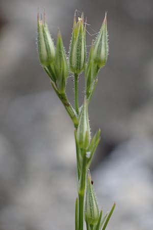 Minuartia fastigiata \ B�schel-Miere / Red Sandwort, D Herxheim am Berg 28.5.2012