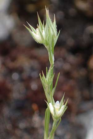 Minuartia fastigiata \ B�schel-Miere / Red Sandwort, D Herxheim am Berg 28.5.2012