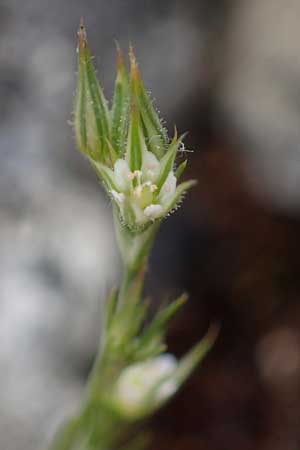 Minuartia fastigiata \ B�schel-Miere / Red Sandwort, D Herxheim am Berg 28.5.2012