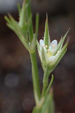 Minuartia fastigiata \ B�schel-Miere / Red Sandwort, D Herxheim am Berg 28.5.2012