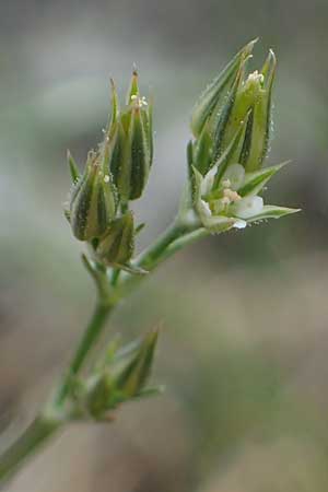 Minuartia fastigiata \ B�schel-Miere / Red Sandwort, D Herxheim am Berg 28.5.2012