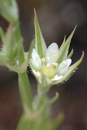 Minuartia fastigiata \ B�schel-Miere / Red Sandwort, D Herxheim am Berg 28.5.2012
