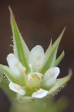 Minuartia fastigiata \ B�schel-Miere / Red Sandwort, D Herxheim am Berg 28.5.2012
