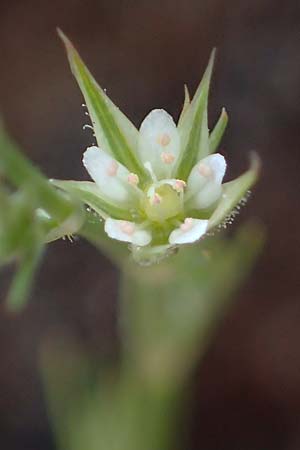 Minuartia fastigiata \ B�schel-Miere / Red Sandwort, D Herxheim am Berg 28.5.2012