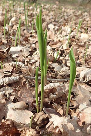 Convallaria majalis \ Maigl�ckchen / Lily of the Valley, D Pfalz, Speyer 31.3.2017