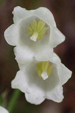 Convallaria majalis \ Maigl�ckchen / Lily of the Valley, D Hardheim-Schweinberg 20.5.2017