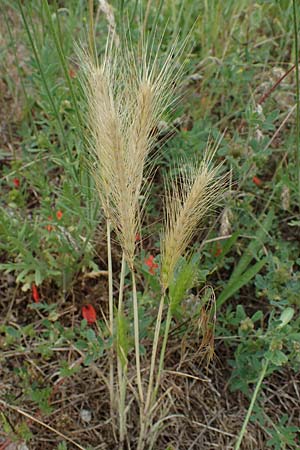 Hordeum murinum \ M�use-Gerste / Wall Barley, D Hockenheim 8.6.2021
