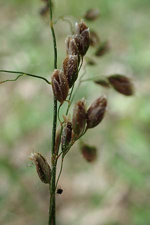 Hierochloe australis \ S�dliches Mariengras / Southern Grass, D Dietfurt 5.5.2022