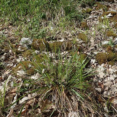 Hierochloe australis \ S�dliches Mariengras / Southern Grass, D Dietfurt 5.5.2022