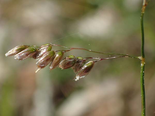 Hierochloe australis \ S�dliches Mariengras / Southern Grass, D Dietfurt 5.5.2022