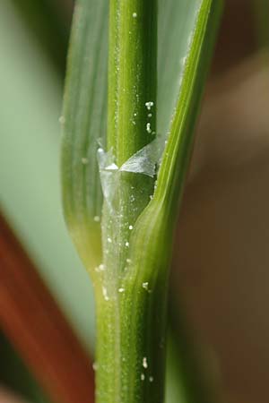 Hierochloe australis \ S�dliches Mariengras / Southern Grass, D Dietfurt 5.5.2022