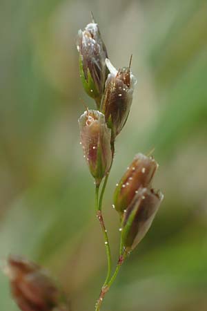 Hierochloe australis \ S�dliches Mariengras / Southern Grass, D Dietfurt 5.5.2022