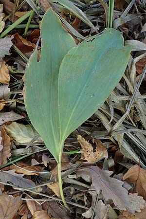 Convallaria majalis \ Maigl�ckchen / Lily of the Valley, D Bad D&uuml;rkheim 27.10.2022