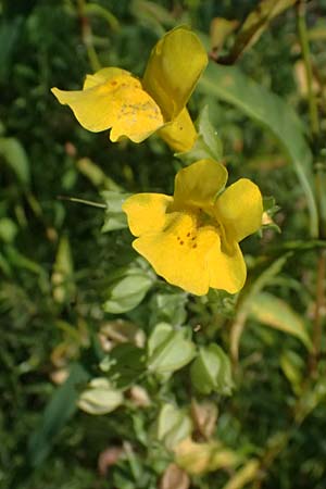 Mimulus guttatus \ Gefleckte Gauklerblume / Monkey Flower, D Regen 12.8.2024