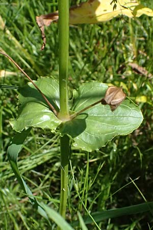 Mimulus guttatus \ Gefleckte Gauklerblume / Monkey Flower, D Regen 12.8.2024