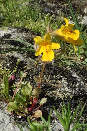 Mimulus guttatus \ Gefleckte Gauklerblume / Monkey Flower, D Rheinstetten 30.5.2025