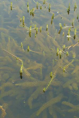 Myriophyllum heterophyllum \ Verschiedenbl�ttriges Tausendblatt / Various-Leaved Water Milfoil, Twoleaf Water Milfoil, D D&uuml;sseldorf Universit. 27.7.2019