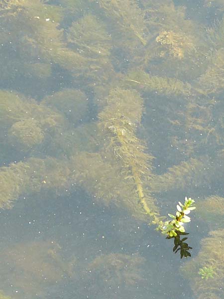 Myriophyllum heterophyllum \ Verschiedenbl�ttriges Tausendblatt / Various-Leaved Water Milfoil, Twoleaf Water Milfoil, D D&uuml;sseldorf Universit. 27.7.2019