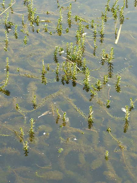 Myriophyllum heterophyllum \ Verschiedenbl�ttriges Tausendblatt / Various-Leaved Water Milfoil, Twoleaf Water Milfoil, D D&uuml;sseldorf Universit. 27.7.2019