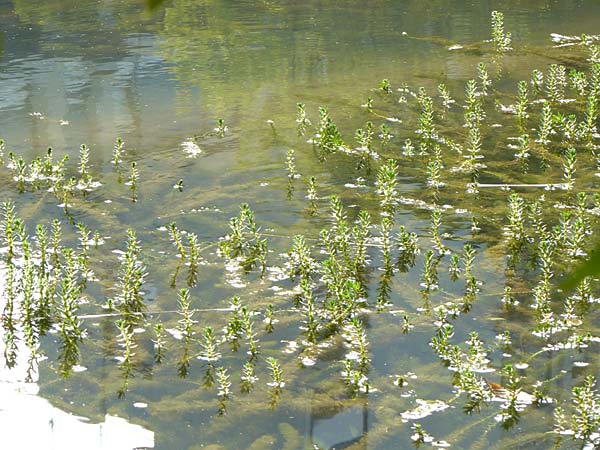 Myriophyllum heterophyllum \ Verschiedenbl�ttriges Tausendblatt / Various-Leaved Water Milfoil, Twoleaf Water Milfoil, D D&uuml;sseldorf Universit. 27.7.2019