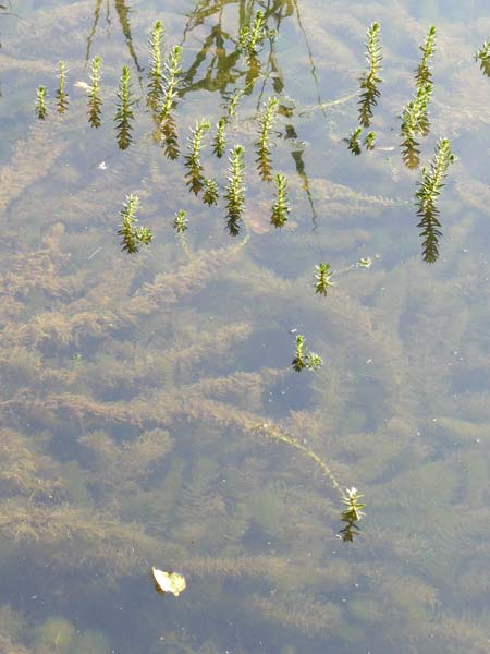 Myriophyllum heterophyllum \ Verschiedenbl�ttriges Tausendblatt / Various-Leaved Water Milfoil, Twoleaf Water Milfoil, D D&uuml;sseldorf Universit. 27.7.2019
