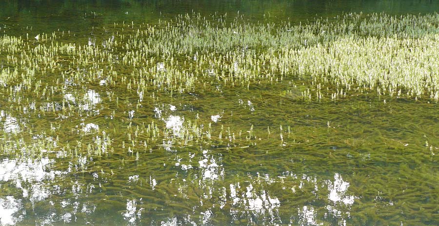 Myriophyllum heterophyllum \ Verschiedenbl�ttriges Tausendblatt / Various-Leaved Water Milfoil, Twoleaf Water Milfoil, D D&uuml;sseldorf Universit. 27.7.2019