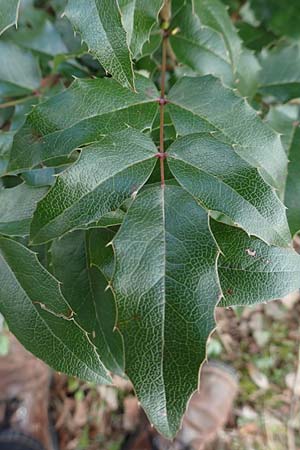 Mahonia aquifolium \ Gew�hnliche Mahonie / Shining Oregon Grape, Tall Oregon Grape, D Mannheim 6.4.2016