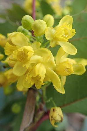 Mahonia aquifolium \ Gew�hnliche Mahonie / Shining Oregon Grape, Tall Oregon Grape, D Mannheim 6.4.2016