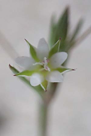 Sabulina tenuifolia subsp. hybrida \ Zarte Miere, Feinbl&auml;ttrige Miere / Fine-Leaved Sandwort, Slender-Leaf Sandwort, D Heidelberg 29.4.2017