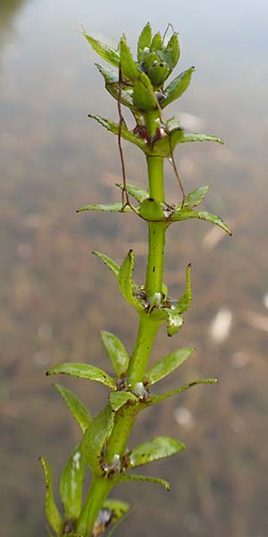 Myriophyllum heterophyllum \ Verschiedenbl�ttriges Tausendblatt / Various-Leaved Water Milfoil, Twoleaf Water Milfoil, D D&uuml;sseldorf Universit. 27.7.2019