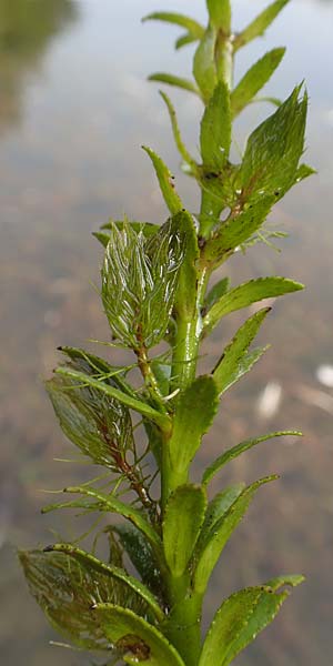 Myriophyllum heterophyllum \ Verschiedenbl�ttriges Tausendblatt / Various-Leaved Water Milfoil, Twoleaf Water Milfoil, D D&uuml;sseldorf Universit. 27.7.2019