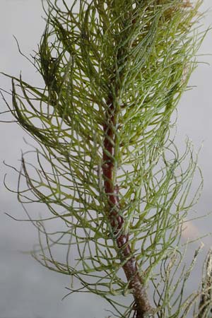 Myriophyllum heterophyllum \ Verschiedenbl�ttriges Tausendblatt / Various-Leaved Water Milfoil, Twoleaf Water Milfoil, D D&uuml;sseldorf Universit. 27.7.2019