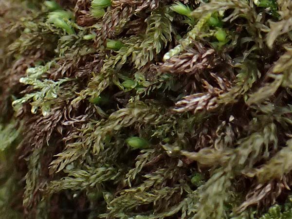 Mnium hornum \ Schwanenhals-Sternmoos / Carpet Moss, D Wagenschwend 15.3.2025