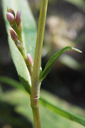 Persicaria minor \ Kleiner Kn�terich / Small Water-Pepper, D M&ouml;rfelden-Walldorf 6.8.2007