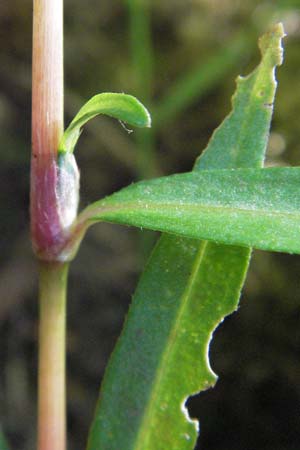 Persicaria minor \ Kleiner Kn�terich / Small Water-Pepper, D M&ouml;rfelden-Walldorf 6.8.2007