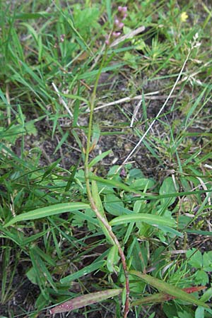 Persicaria minor \ Kleiner Kn�terich / Small Water-Pepper, D M&ouml;rfelden-Walldorf 6.8.2007