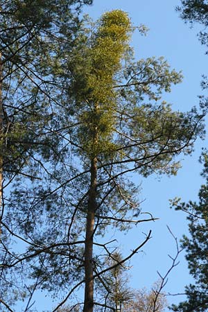 Viscum album subsp. austriacum \ Kiefern-Mistel / Pine Mistletoe, D Reilingen 27.2.2016