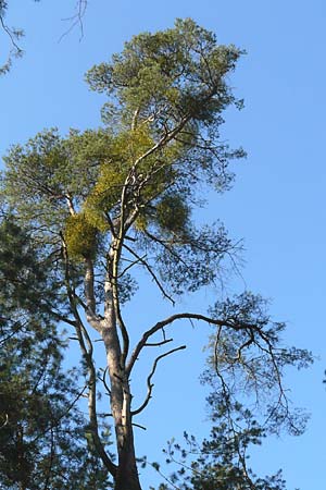 Viscum album subsp. austriacum \ Kiefern-Mistel / Pine Mistletoe, D Reilingen 27.2.2016