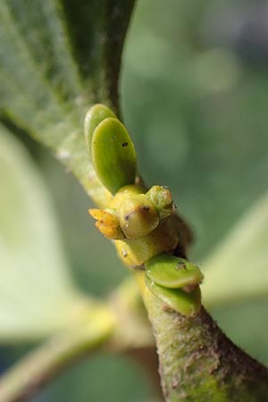 Viscum album subsp. album \ Laubholz-Mistel / Mistletoe, D Kraichgau, Malsch 8.4.2016