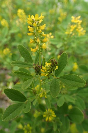 Melilotus indicus \ Indischer Honigklee, Kleinbl�tiger Steinklee / Small Melilot, D Mannheim 6.5.2017