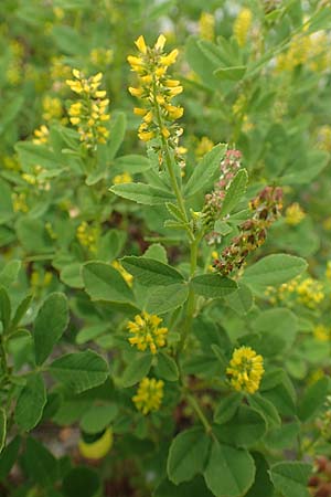 Melilotus indicus \ Indischer Honigklee, Kleinbl�tiger Steinklee / Small Melilot, D Mannheim 6.5.2017