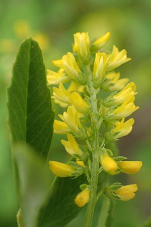 Melilotus indicus \ Indischer Honigklee, Kleinbl�tiger Steinklee / Small Melilot, D Mannheim 6.5.2017