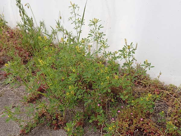 Melilotus indicus \ Indischer Honigklee, Kleinbl�tiger Steinklee / Small Melilot, D Mannheim 6.5.2017