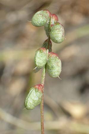 Melilotus indicus \ Indischer Honigklee, Kleinbl�tiger Steinklee / Small Melilot, D Mannheim 25.6.2017