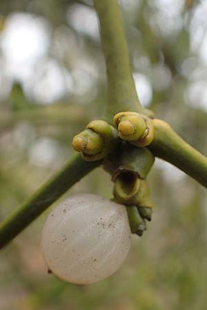 Viscum album subsp. album \ Laubholz-Mistel / Mistletoe, D Mannheim Rei&szlig;-Insel 6.2.2018