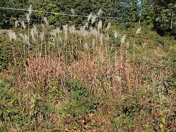 Miscanthus sacchariflorus \ Silberfahnen-Gras, Gro�es Stielbl�ten-Gras / Amur Silver Grass, D H&ouml;velhof 7.10.2018