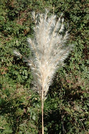Miscanthus sacchariflorus \ Silberfahnen-Gras, Gro�es Stielbl�ten-Gras / Amur Silver Grass, D H&ouml;velhof 7.10.2018