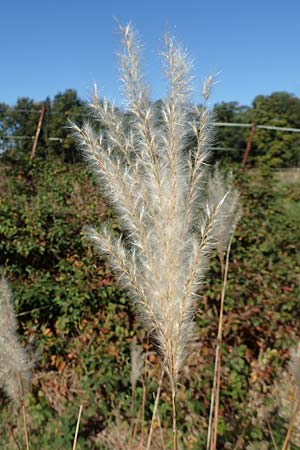 Miscanthus sacchariflorus \ Silberfahnen-Gras, Gro�es Stielbl�ten-Gras / Amur Silver Grass, D H&ouml;velhof 7.10.2018