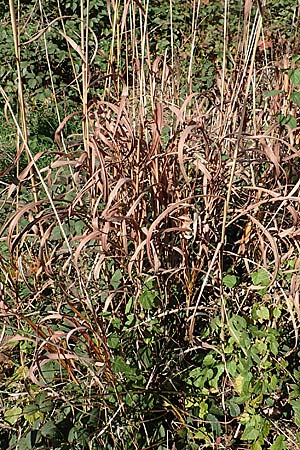 Miscanthus sacchariflorus \ Silberfahnen-Gras, Gro�es Stielbl�ten-Gras / Amur Silver Grass, D H&ouml;velhof 7.10.2018